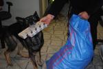 Pies Aris po wykryciu nielegalnych papierosów