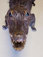 spreparowany krokodyl