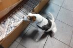 Pies służbowy zagląda do pudła kartonowego, w którym znajdują się paczki papierosów