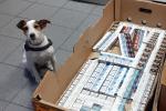Pies służbowy siedzi obok dużego pudła kartonowego, w którym znajdują się paczki papierosów