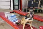 Pies służbowy Słuźby Celno-Skarbowej siedzi obok kartonów papierosów
