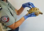 funkcjonariuszka prezentuje zatrzymany okaz żółwia