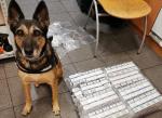 Pies Cedra obok zatrzymanych papierosów
