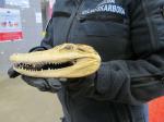 Spreparowana głowa aligatora