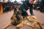 szkolenie z pierwszej pomocy psu w nagłych wypadkach