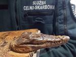 fragment torebki z widocznym pyskiem krokodyla