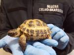 dłonie funkcjonariusza Służby Celno- Skarbowej w rękawiczkach, trzymające żółwia