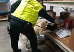 Funkcjonariusz wraz z psem podczas kontroli przesyłek