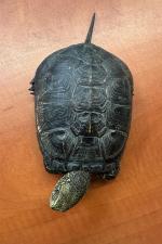 Żółw barwy oliwkowobrązowej.