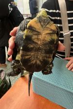 Żółw barwy oliwkowobrązowej.