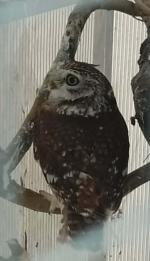 Sowa Pójdźka zwyczajna