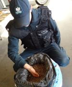 Funkcjonariusz KAS nabiera dłonią bursztyn z worka wypełnionego bursztynem