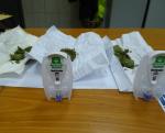 Susz roślinny oraz test na detekcję śladów marihuany lub haszyszu