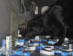 Pies służbowy wskazuje ukrytą skrytkę, w ktorej znajdują się papierosy