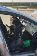 Pies służbowy w samochodzie, w którym doszło do ujawnienia