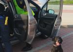 Funkcjonariusze dokonują przeszukania samochodu osobowego, przy którym siedzi pies służbowy
