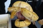 Trzymany na rękach duży okaz węża w żółtych, białych i kremowych barwach